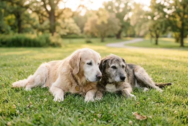 Cães juntos ao ar livre