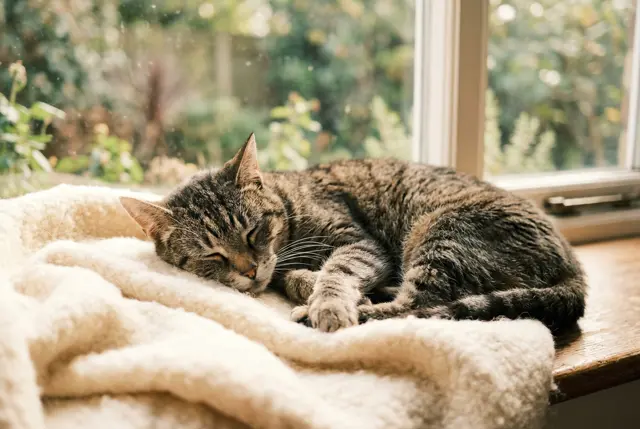 Gato descansando